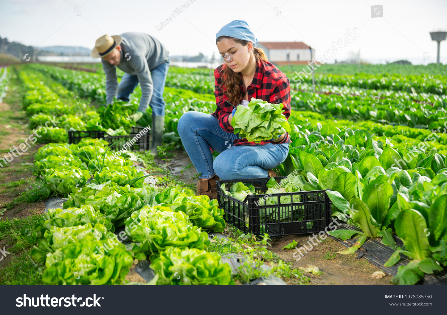 Crop Fellow